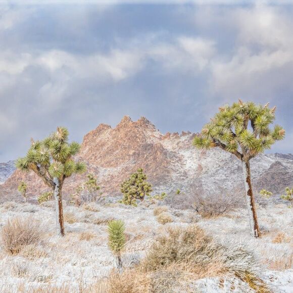 Joshua Tree's Beauty!  - Picture 13 of 16